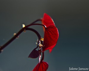 jalenejanuze_0240