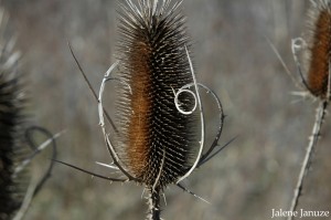 jalenejanuze_20080109_0246w