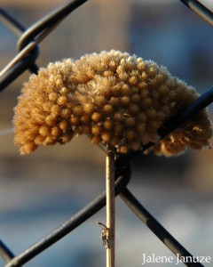 jalenejanuze_20110224w