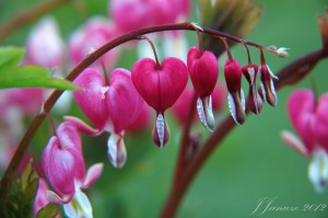 jalenejanuze_20120413_001w