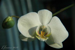 jalenejanuze_20120413_003w