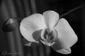 jalenejanuze_20120413_003wBW
