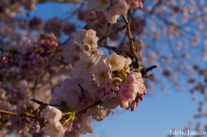 jalenejanuze_20140410_DC2804w