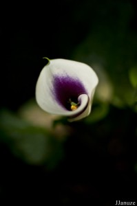 jalenejanuze_3315w