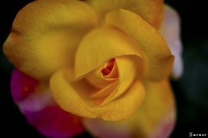 jalenejanuze_3498w