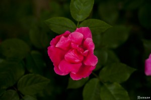 jalenejanuze_3502w