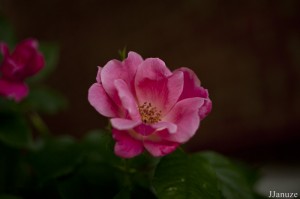 jalenejanuze_3508w