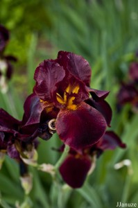 jalenejanuze_3512w