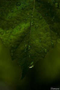 jalenejanuze_3522w
