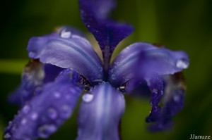 jalenejanuze_3531w
