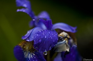 jalenejanuze_3542w
