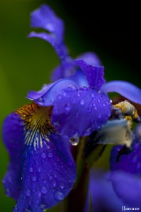 jalenejanuze_3544w
