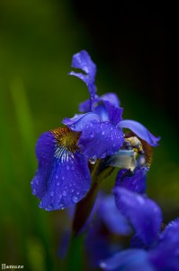 jalenejanuze_3549w