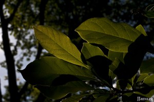 jalenejanuze_3663w