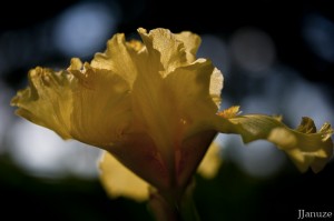 jalenejanuze_3722w