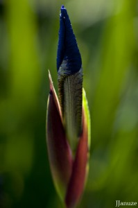 jalenejanuze_3774w