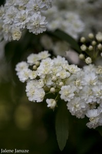 jalenejanuze_3786w