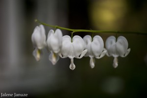 jalenejanuze_3820w