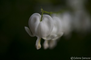 jalenejanuze_3827w