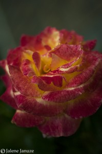 jalenejanuze_3877w