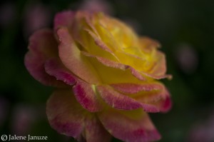 jalenejanuze_3878w
