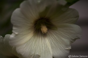 jalenejanuze_3880w