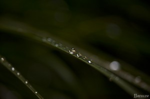 jalenejanuze_3924w