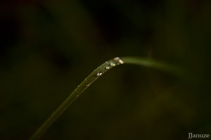 jalenejanuze_3929w
