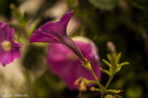 jalenejanuze_4426w