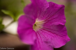 jalenejanuze_4427w