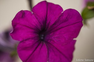 jalenejanuze_4428w