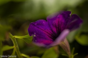 jalenejanuze_4429w