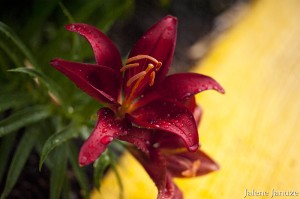 jalenejanuze_4445w
