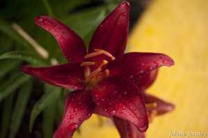 jalenejanuze_4446w