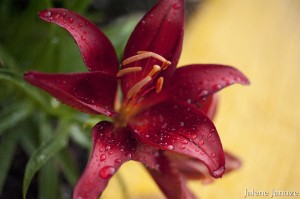 jalenejanuze_4447w