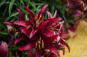 jalenejanuze_4451w