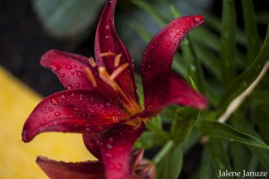 jalenejanuze_4457w