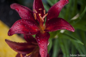 jalenejanuze_4458w