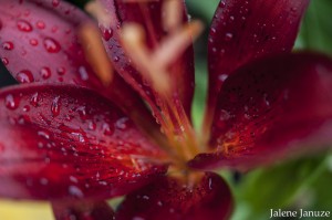 jalenejanuze_4459w
