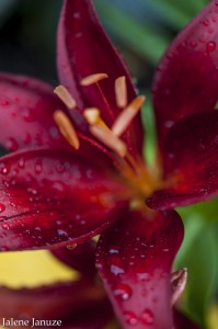 jalenejanuze_4460w
