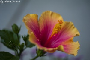 jalenejanuze_4735w