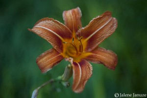 jalenejanuze_4823w