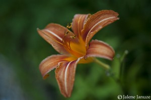 jalenejanuze_4824w