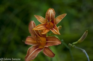jalenejanuze_4826w