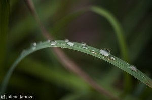 jalenejanuze_4882w