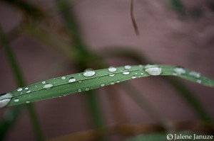 jalenejanuze_4883w