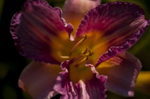 jalenejanuze_4984w