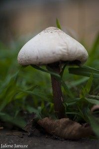 jalenejanuze_5963w  