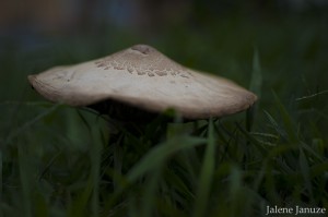 jalenejanuze_5965w  