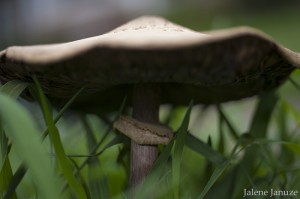 jalenejanuze_5974w  